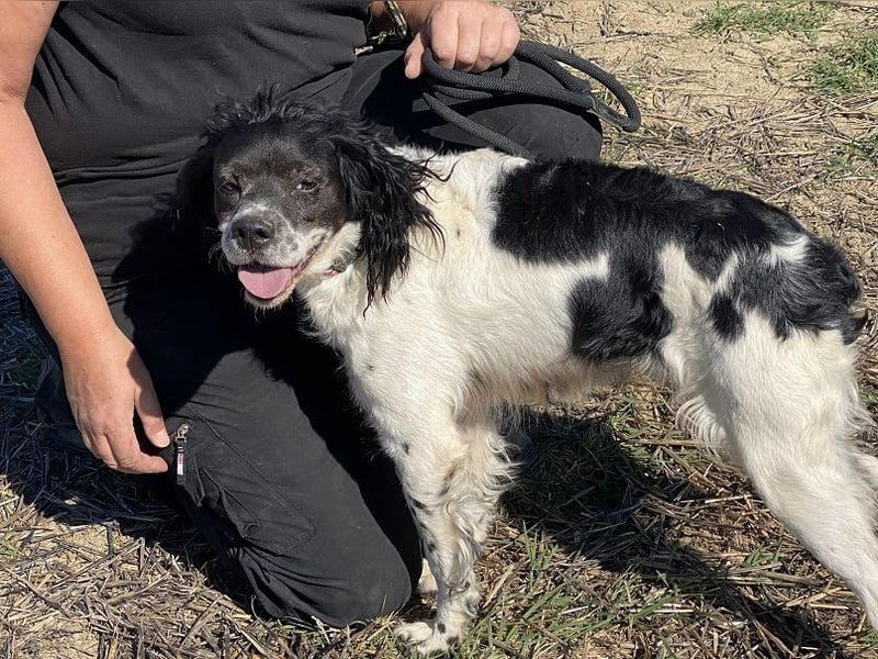 Brina - kleine Jägerin mit großem Herz und Freude am Leben
