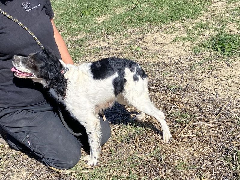 Brina - kleine Jägerin mit großem Herz und Freude am Leben