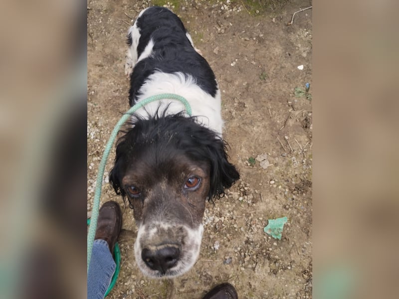 Brina - kleine Jägerin mit großem Herz und Freude am Leben