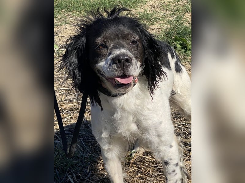 Brina - kleine Jägerin mit großem Herz und Freude am Leben