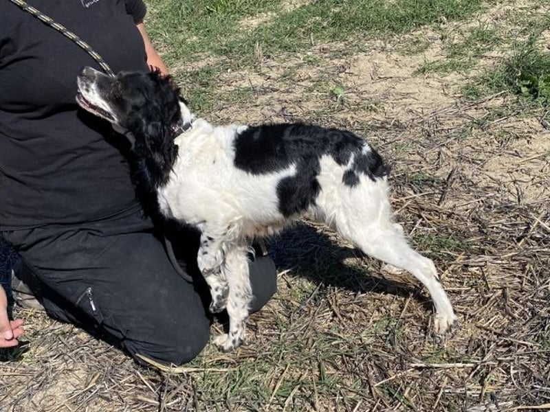 Brina - kleine Jägerin mit großem Herz und Freude am Leben