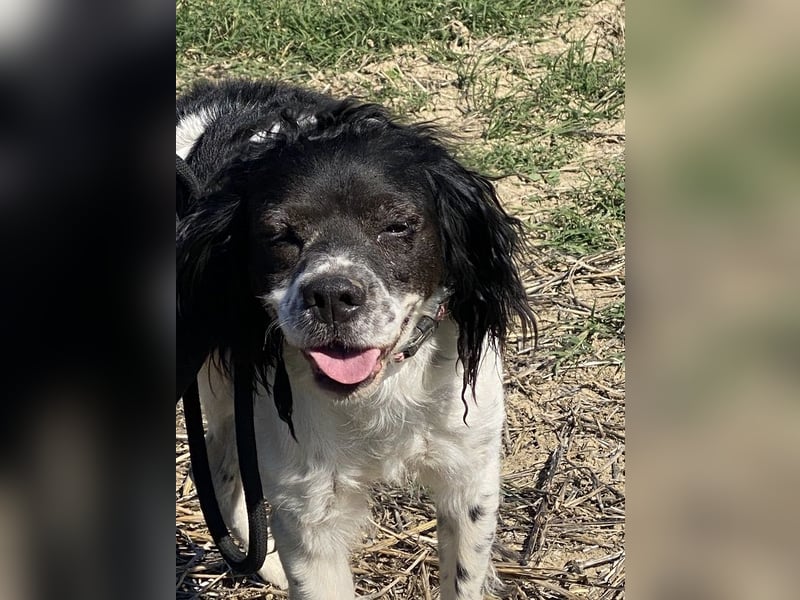 Brina - kleine Jägerin mit großem Herz und Freude am Leben