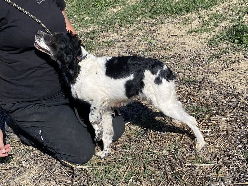 Brina - kleine Jägerin mit großem Herz und Freude am Leben
