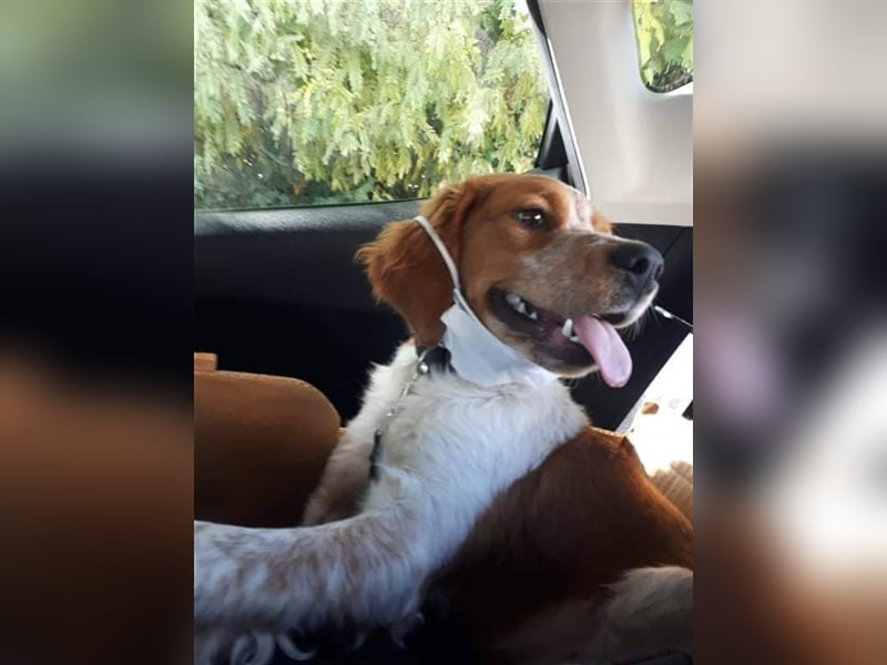 Hugo sucht sein eigenes Körbchen