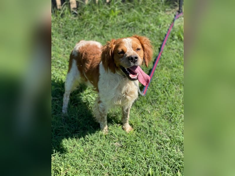 Hugo sucht sein eigenes Körbchen