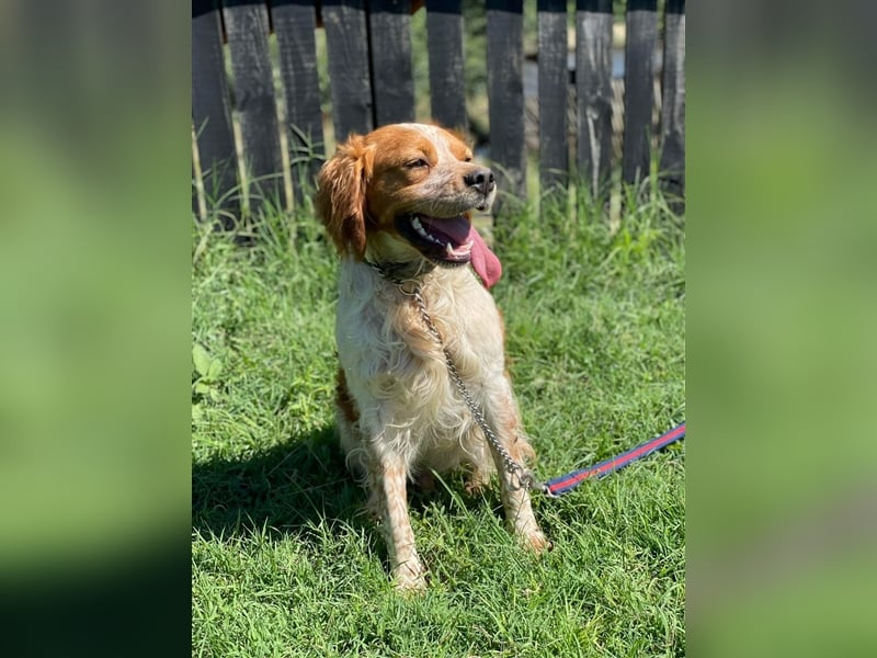 Hugo sucht sein eigenes Körbchen