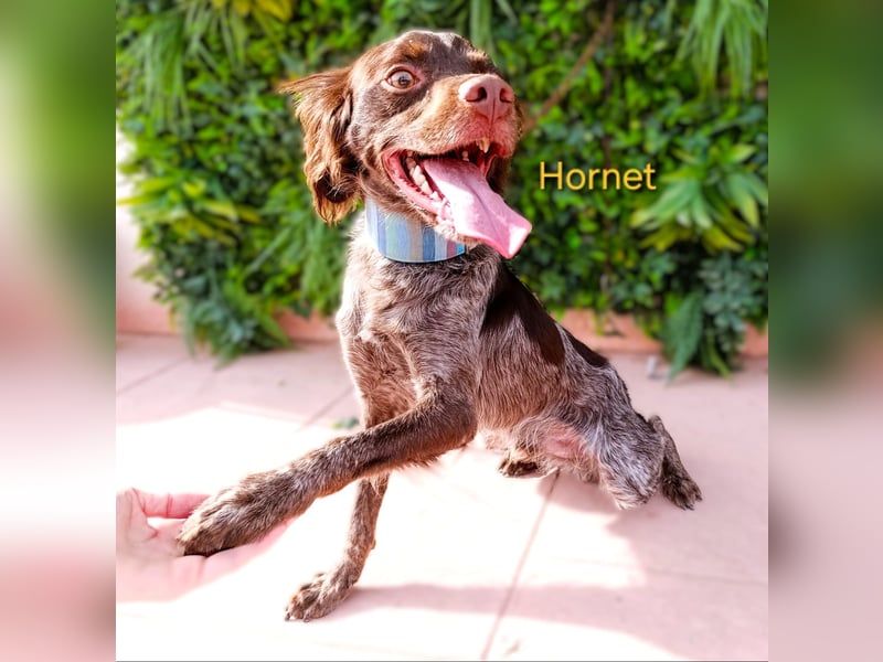 Hornet geb. 06/2023 (ESP) - aufgeschlossener, fröhlicher und verschmuster Bretonischer Spaniel!