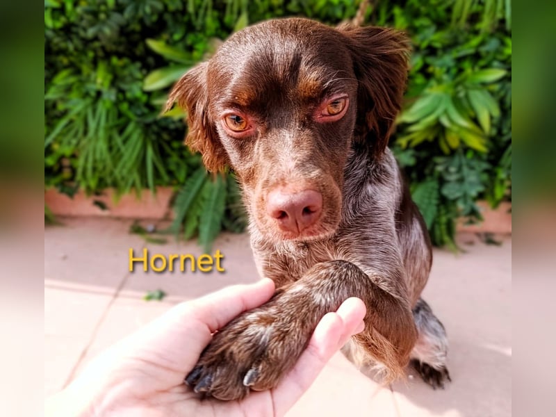 Hornet geb. 06/2023 (ESP) - aufgeschlossener, fröhlicher und verschmuster Bretonischer Spaniel!