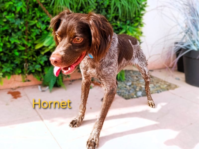 Hornet geb. 06/2023 (ESP) - aufgeschlossener, fröhlicher und verschmuster Bretonischer Spaniel!