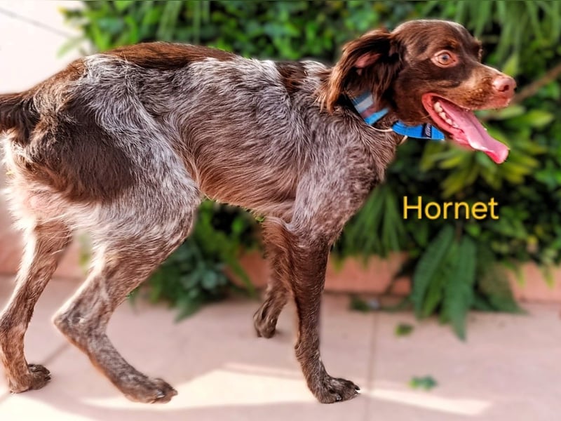 Hornet geb. 06/2023 (ESP) - aufgeschlossener, fröhlicher und verschmuster Bretonischer Spaniel!