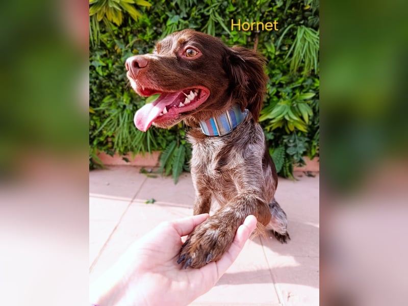 Hornet geb. 06/2023 (ESP) - aufgeschlossener, fröhlicher und verschmuster Bretonischer Spaniel!