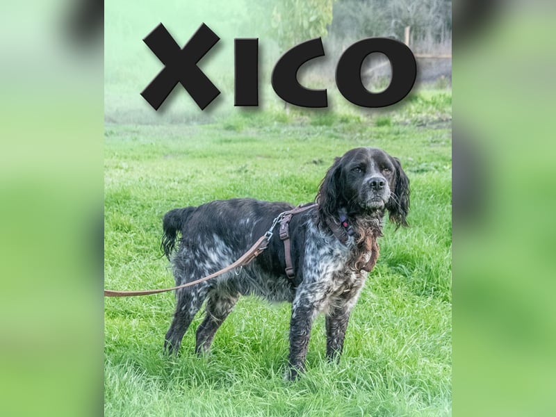 Xico – leicht zu erziehen