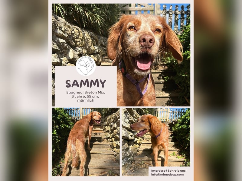 Sammy: Verschmuster Bretonen-Mischling