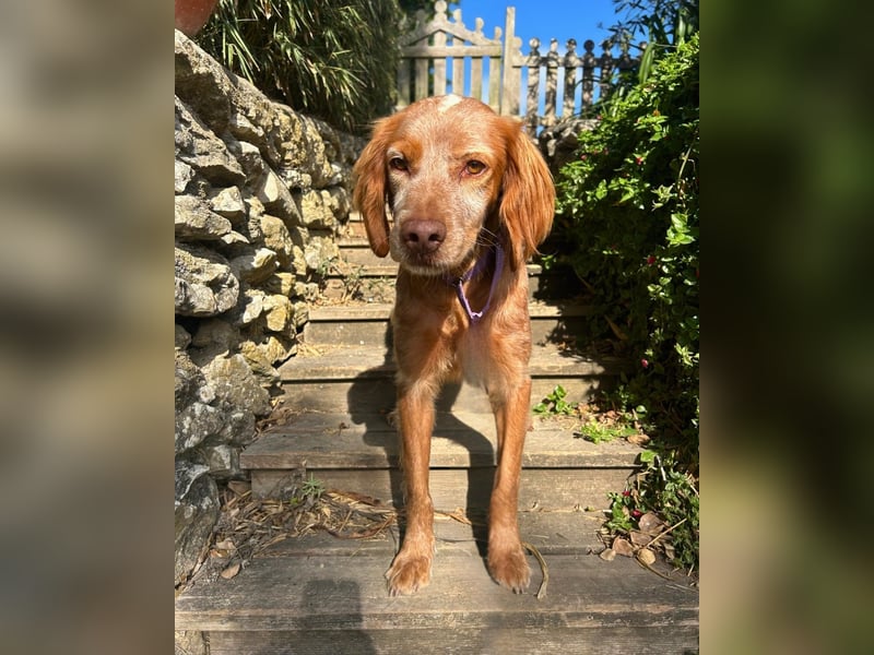 Sammy: Verschmuster Bretonen-Mischling