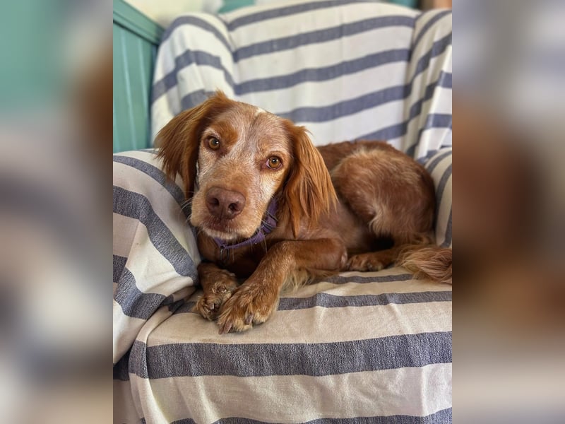 Sammy: Verschmuster Bretonen-Mischling