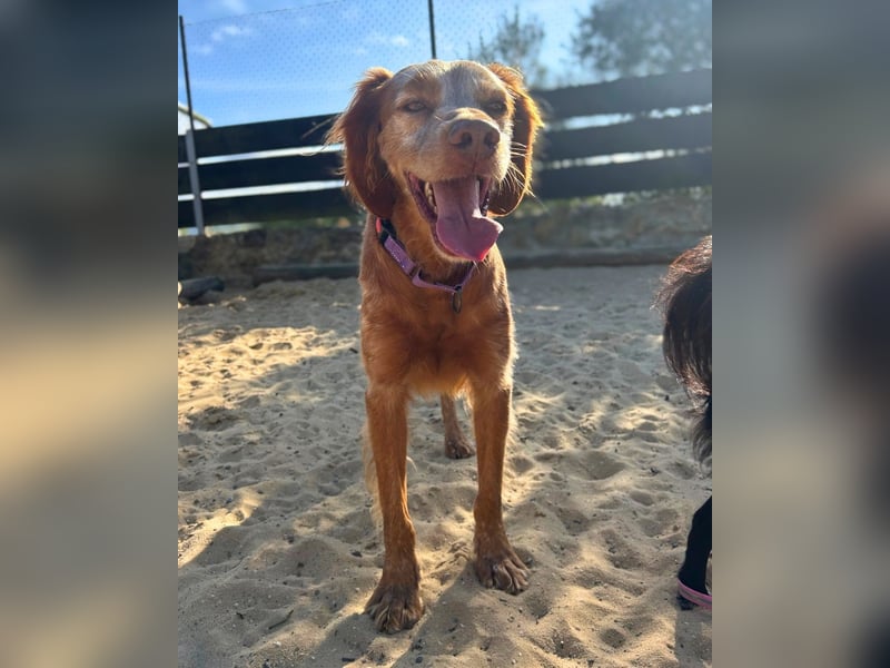 Sammy: Verschmuster Bretonen-Mischling