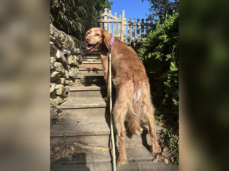 Sammy: Verschmuster Bretonen-Mischling