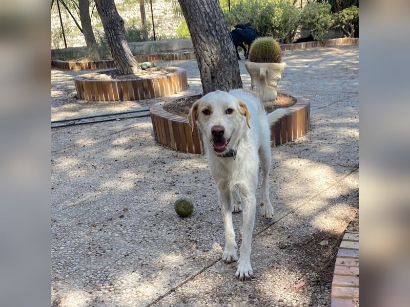 Berto - schüchterner Mischling sucht einfühlsame Familie
