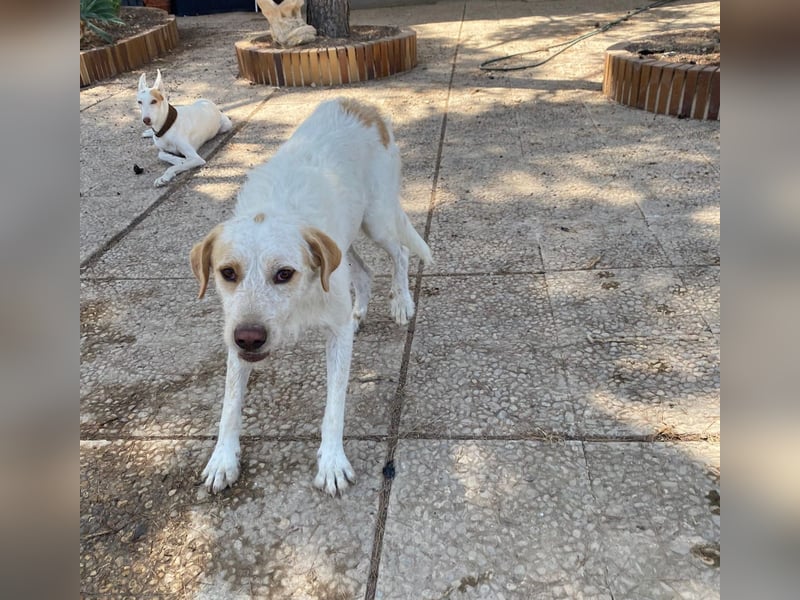 Berto - schüchterner Mischling sucht einfühlsame Familie