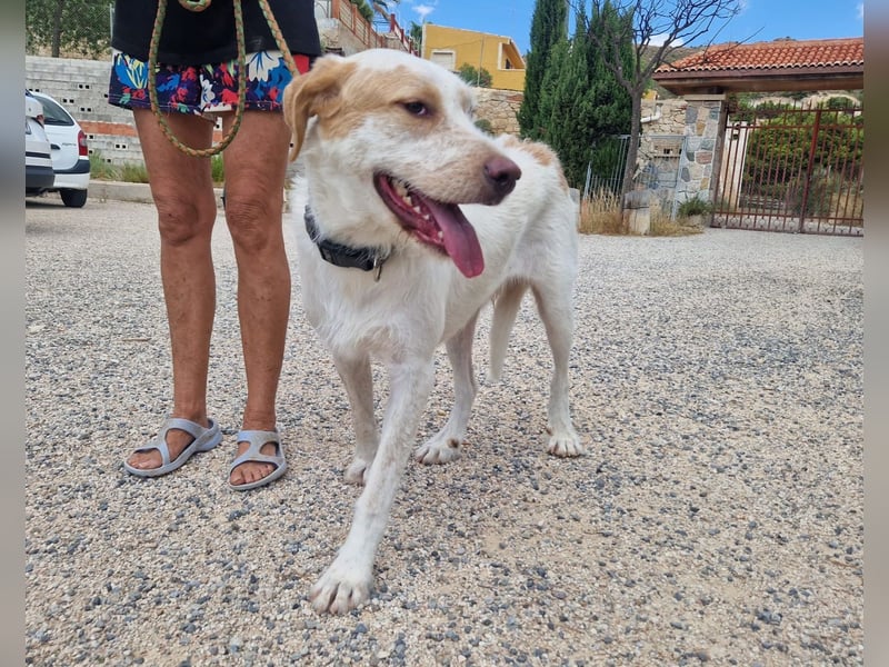 Berto - schüchterner Mischling sucht einfühlsame Familie