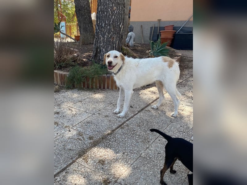 Berto - schüchterner Mischling sucht einfühlsame Familie