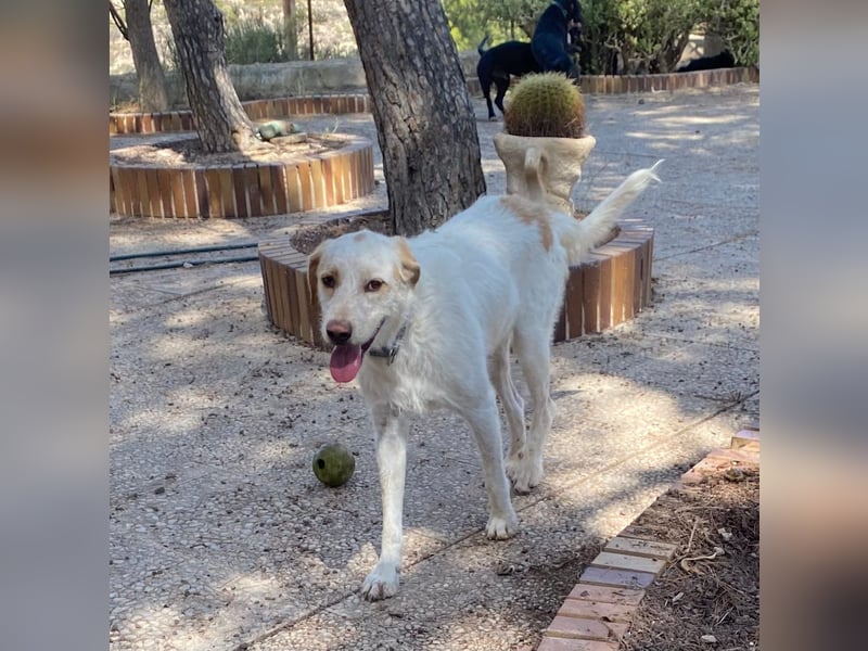 Berto - schüchterner Mischling sucht einfühlsame Familie