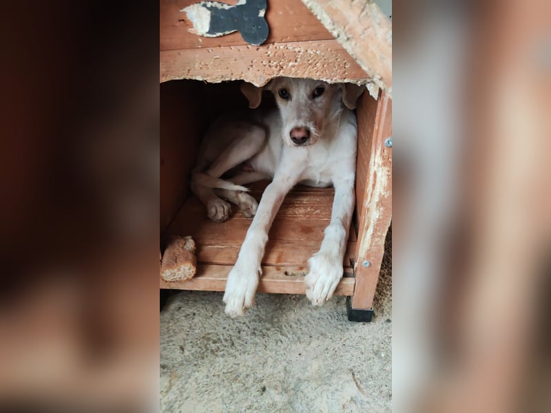 Berto - schüchterner Mischling sucht einfühlsame Familie