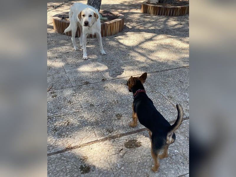 Berto - schüchterner Mischling sucht einfühlsame Familie