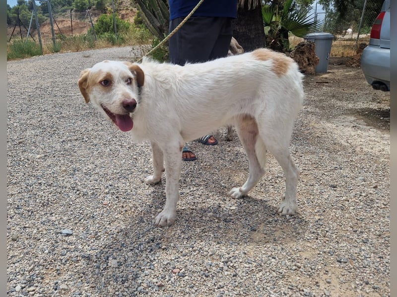 Berto - schüchterner Mischling sucht einfühlsame Familie