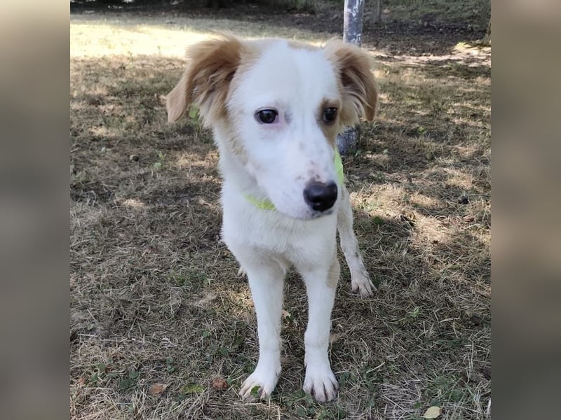 Lilly eine sanfte freundliche Hündin