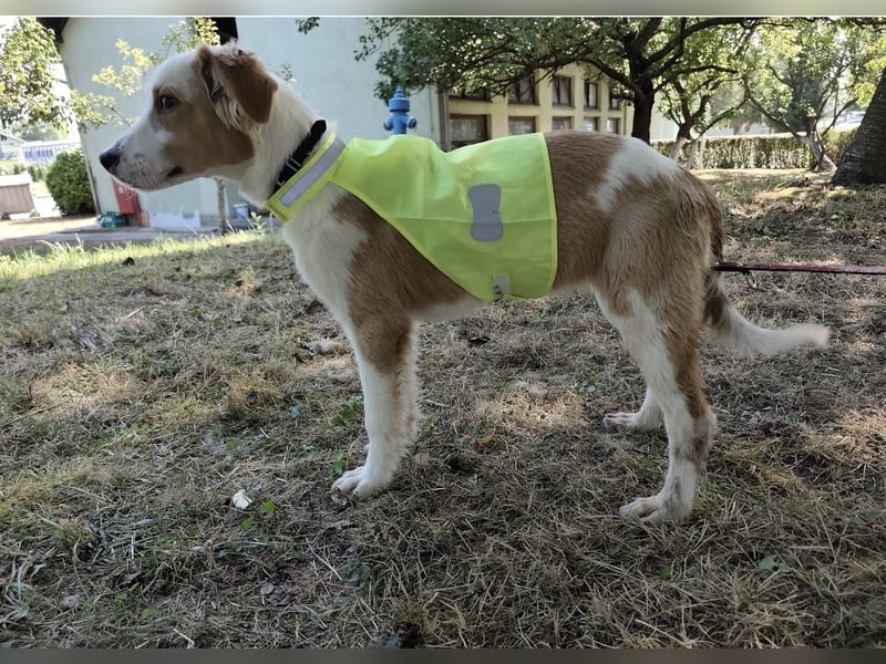 Lilly eine sanfte freundliche Hündin