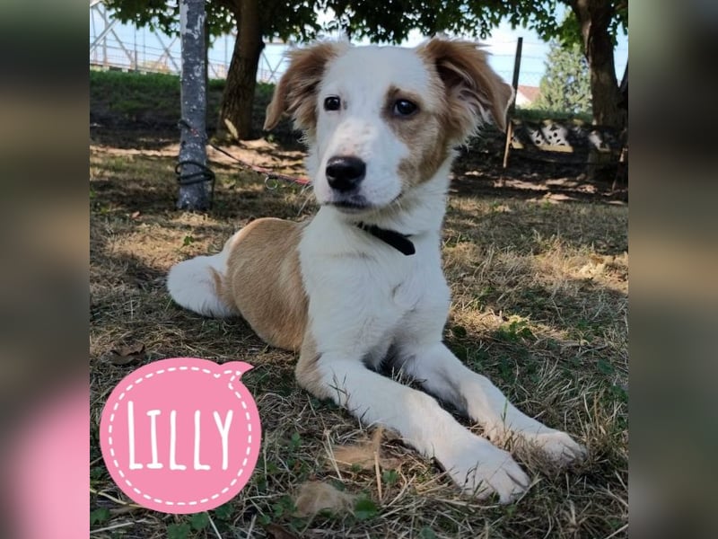 Lilly eine sanfte freundliche Hündin