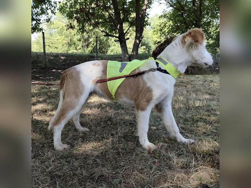 Lilly eine sanfte freundliche Hündin