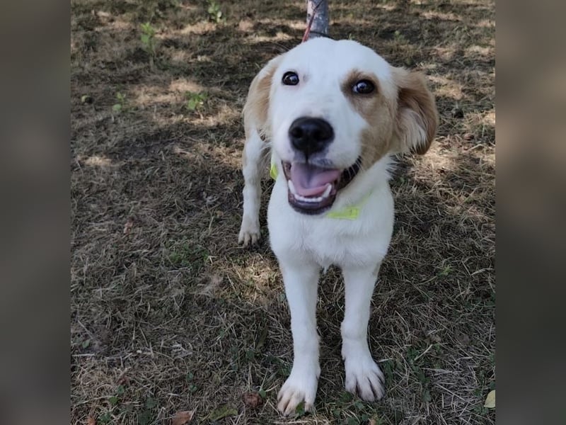 Lilly eine sanfte freundliche Hündin