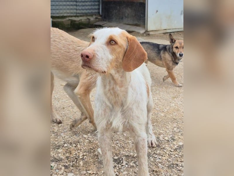 Zoe, eine wunderbare Familienhündin