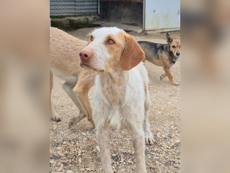Zoe, eine tolle Familienhündin
