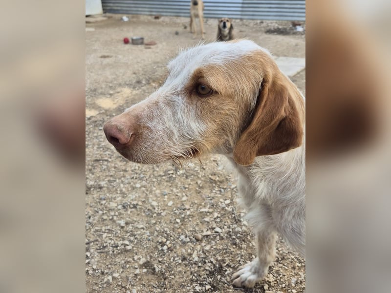 Zoe, eine tolle Familienhündin