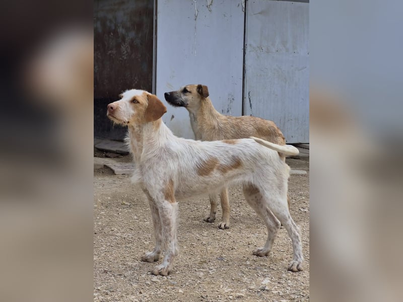 Zoe, eine tolle Familienhündin