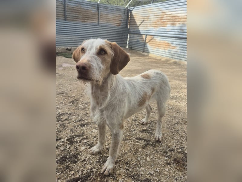 Zoe, eine tolle Familienhündin