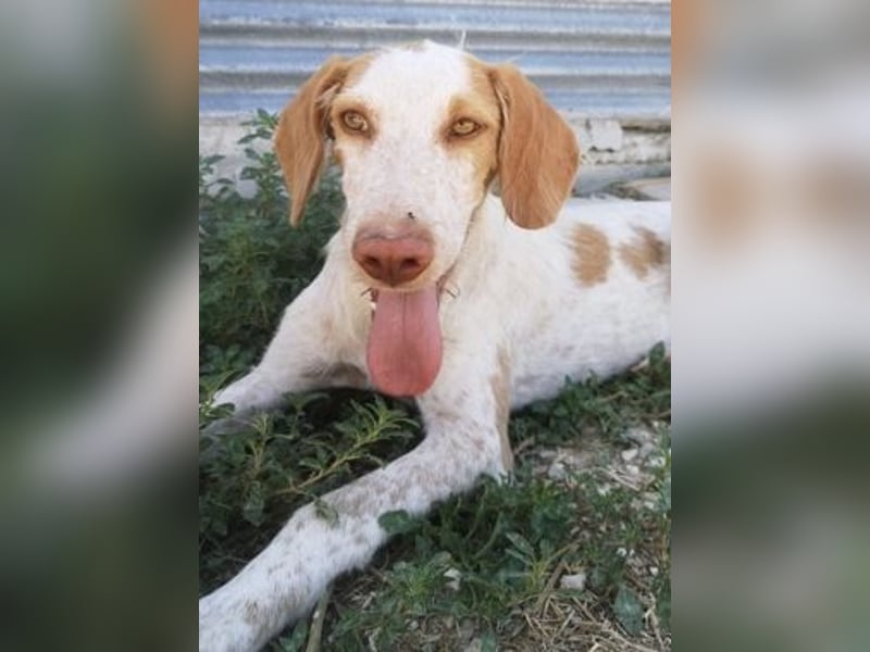 Zoe, ein toller Familienfreund