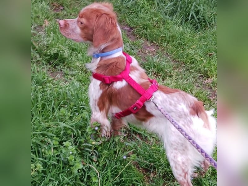 Luna - Schmuse-Bretonin sucht ein Zuhause voller Geborgenheit und Abenteuer