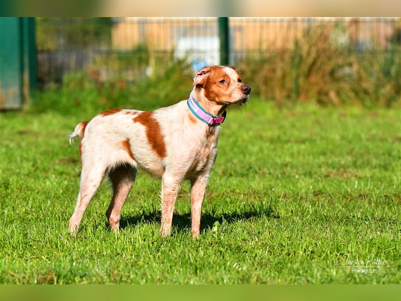 Bretone Baileys sucht ein Zuhause