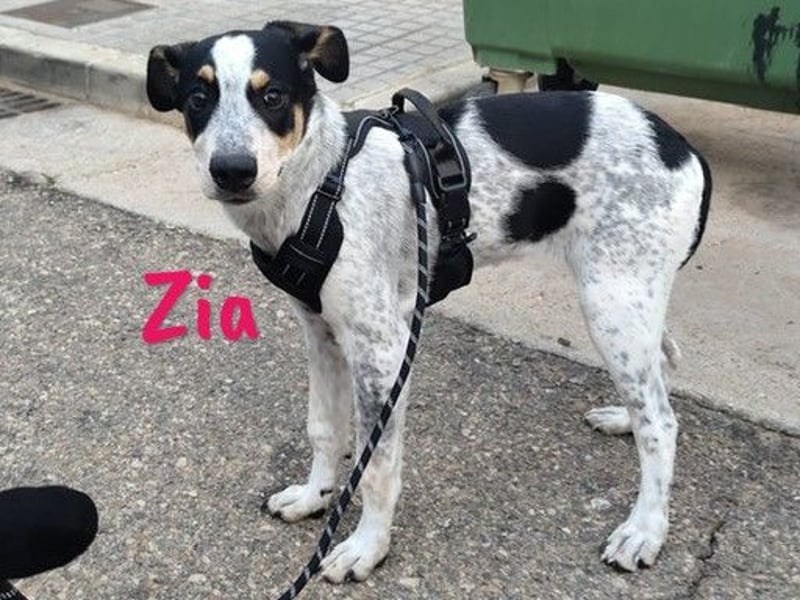 Zia 06/2024 (ESP) - menschenbezogene, süße Epagneul Breton-Bodeguero-Mix Welpin!