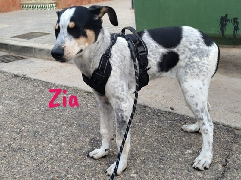 Zia 06/2024 (ESP) - menschenbezogene, süße Epagneul Breton-Bodeguero-Mix Welpin!