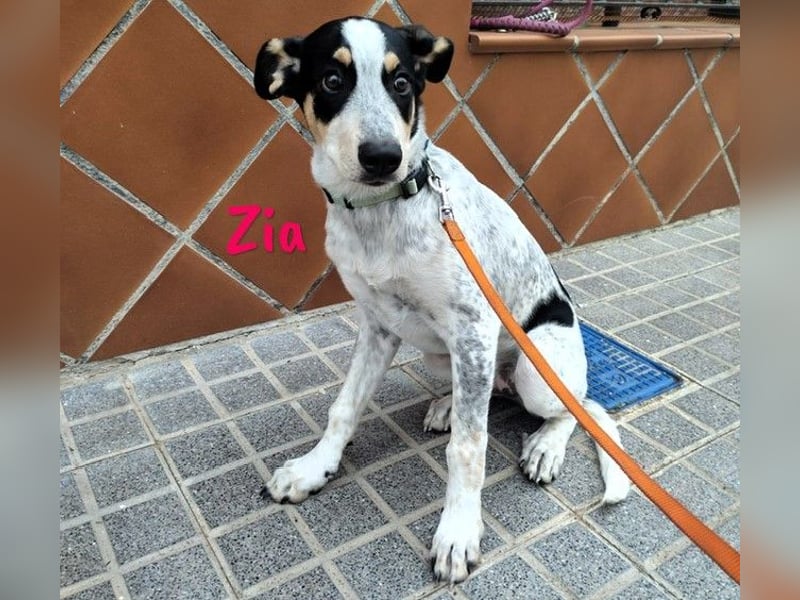 Zia 06/2024 (ESP) - menschenbezogene, süße Epagneul Breton-Bodeguero-Mix Welpin!