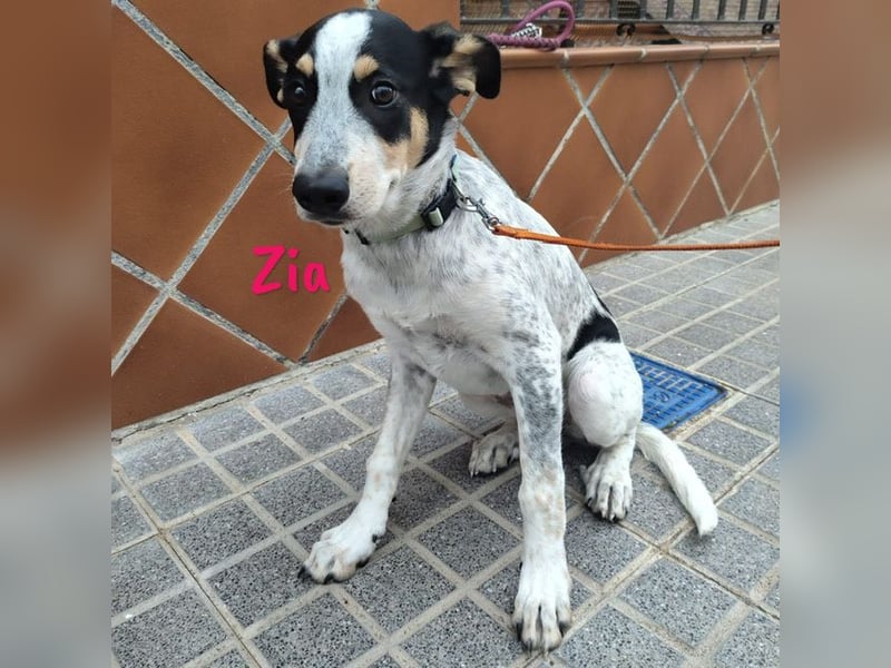 Zia 06/2024 (ESP) - menschenbezogene, süße Epagneul Breton-Bodeguero-Mix Welpin!