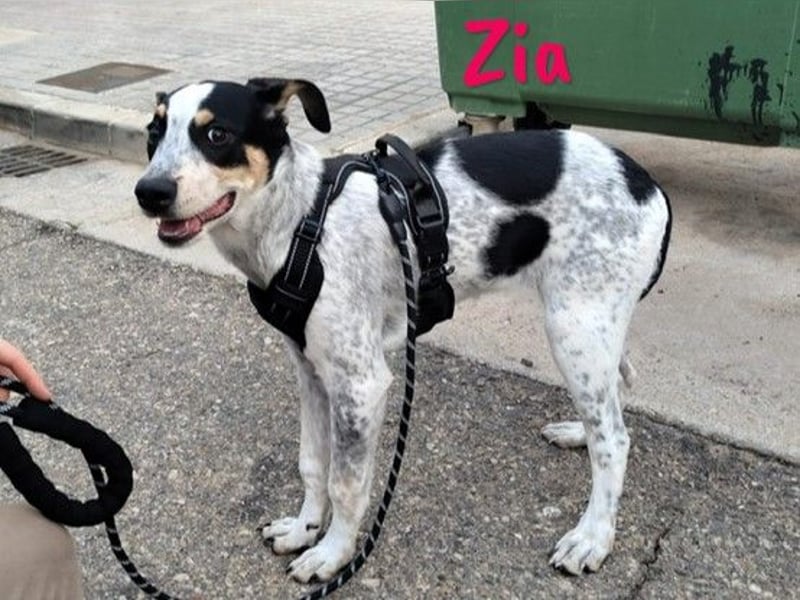 Zia 06/2024 (ESP) - menschenbezogene, süße Epagneul Breton-Bodeguero-Mix Welpin!