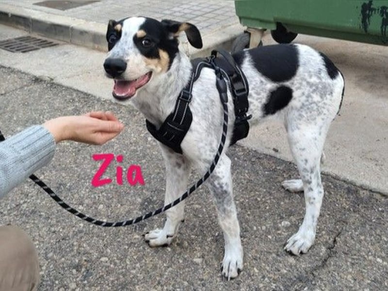 Zia 06/2024 (ESP) - menschenbezogene, süße Epagneul Breton-Bodeguero-Mix Welpin!