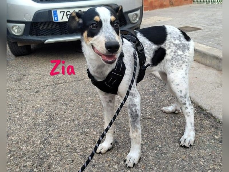Zia 06/2024 (ESP) - menschenbezogene, süße Epagneul Breton-Bodeguero-Mix Welpin!