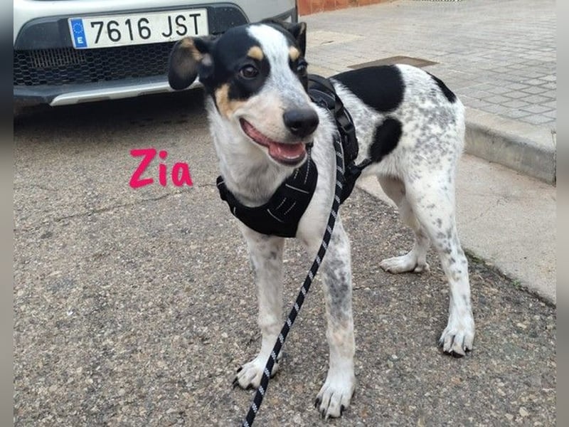 Zia 06/2024 (ESP) - menschenbezogene, süße Epagneul Breton-Bodeguero-Mix Welpin!